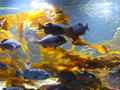 Fish kelp
